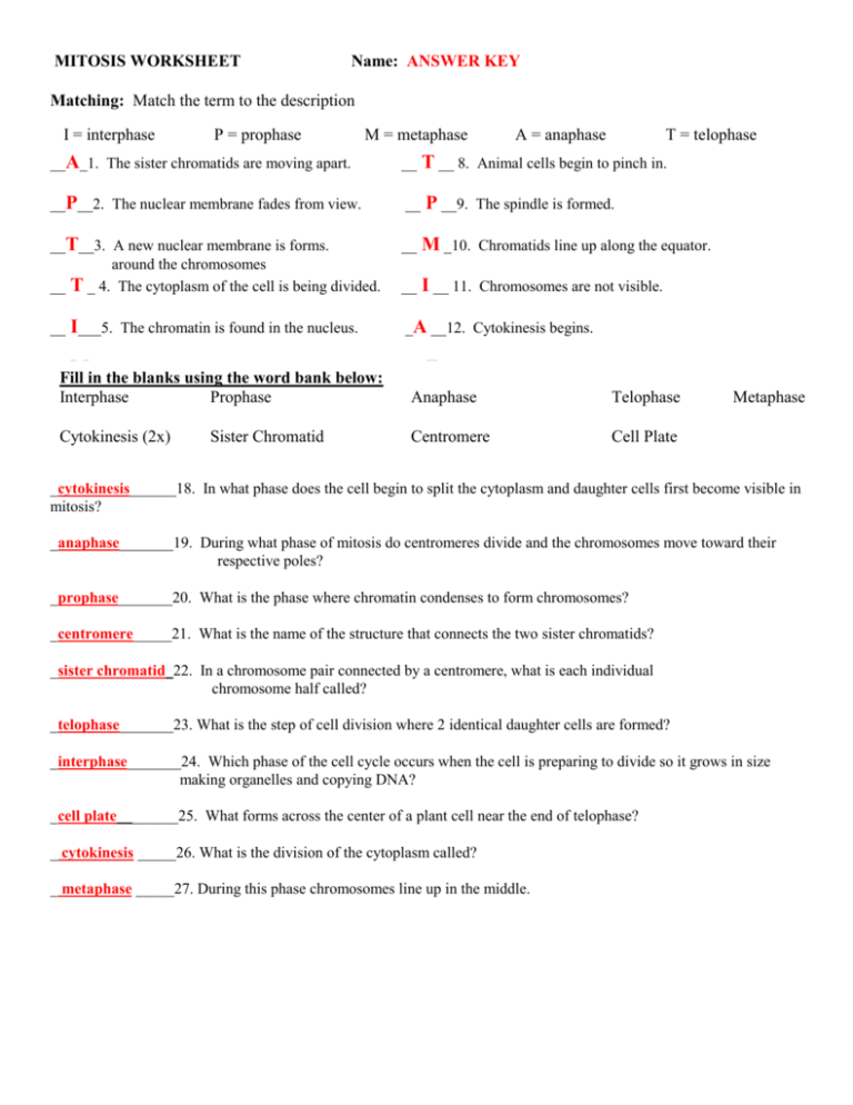 Answer Key Mitosis Worksheets