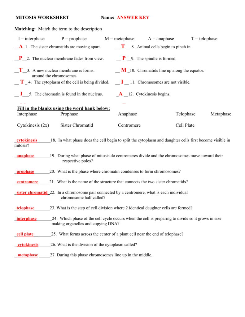 MITOSIS WORKSHEET For Cell Cycle Worksheet Answers