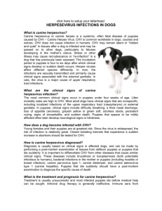 HERPESEVIRUS INFECTIONS IN DOGS