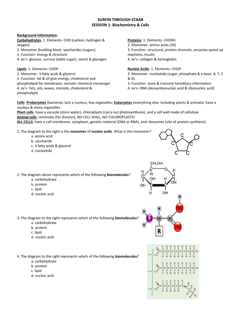 25- Biomolecules-Teacher Key In Biological Molecules Worksheet Answers