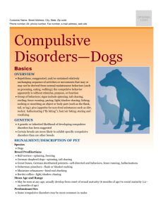 compulsive_disorders-dogs