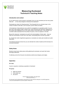 Measuring Duckweed - teacher notes