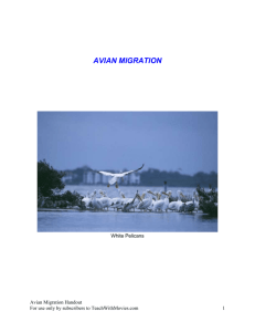 Avian Migration Handout