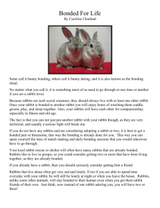Bonded For Life - The Bunny Bunch