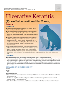 ulcerative_keratitis