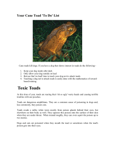 Your Cane Toad `To Do` List