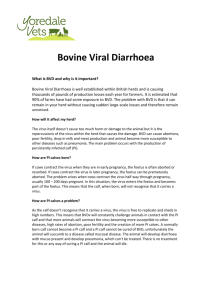 Bovine Viral Diarrhoea