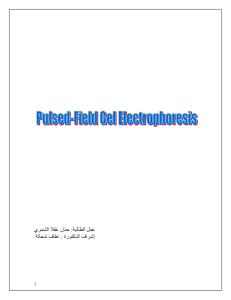 Pulsed Field Gel Electrophoresis