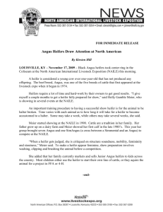 FOR IMMEDIATE RELEASE Angus Heifers Draw Attention at North
