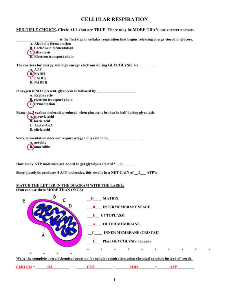 Photosynthesis And Cellular Respiration Worksheet