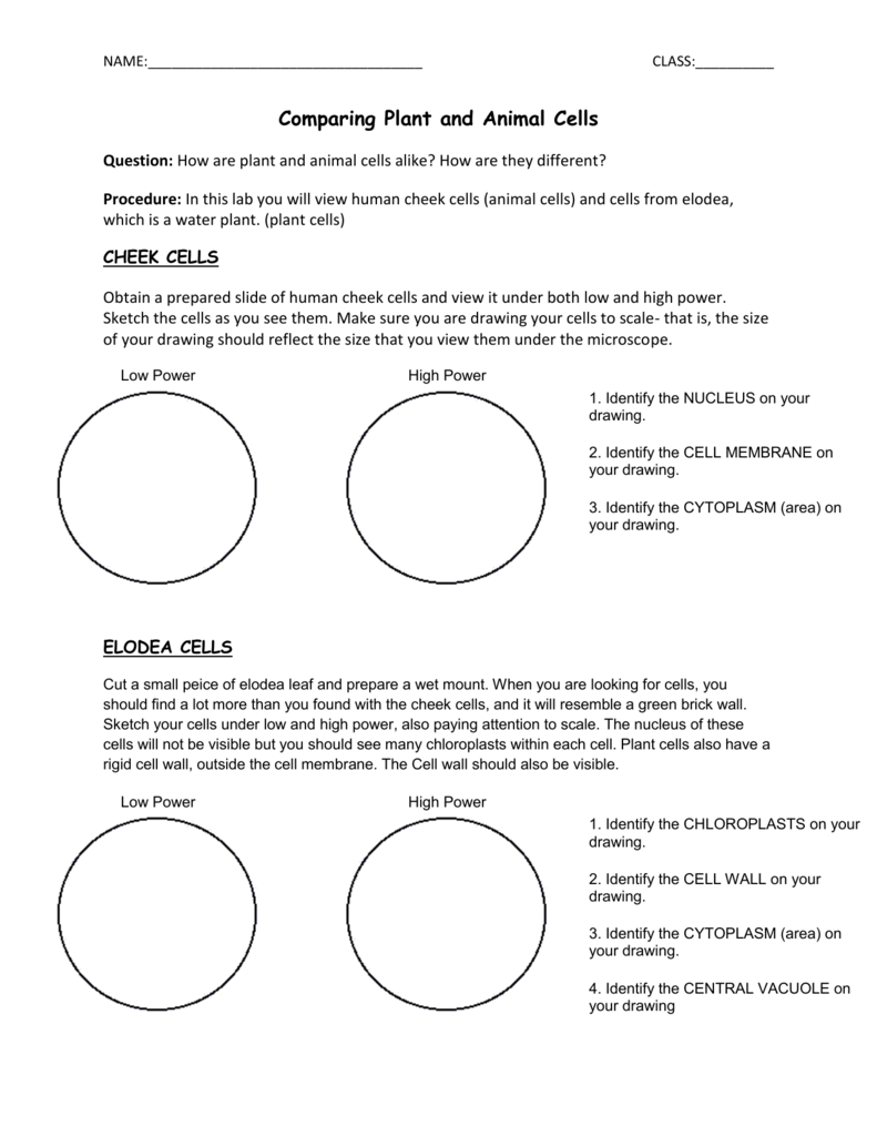 Comparing Plant And Animal Cells Worksheet Answer Key