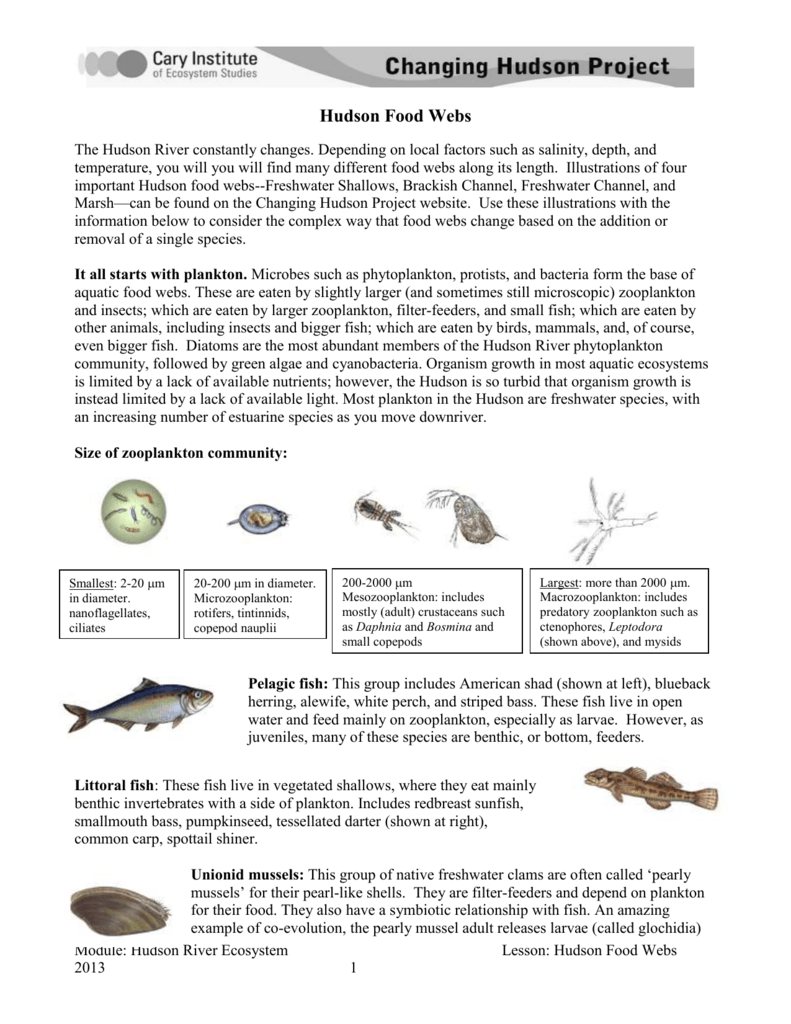 Hudson River Food Webs - Cary Institute of Ecosystem Studies