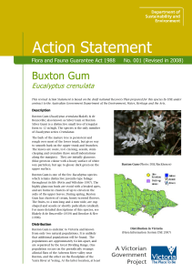 Buxton Gum (Eucalyptus crenulata) accessible