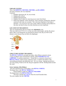 URINARY SYSTEM