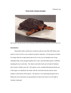 Wood Turtle: Clemmy Insculpta