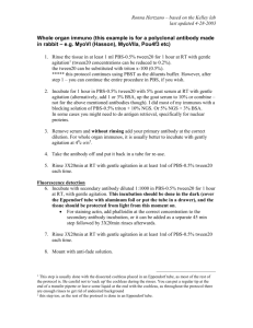 Whole organ immuno (this example is for a polyclonal antibody