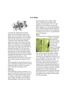 Lace Bugs - Home & Garden Education Center