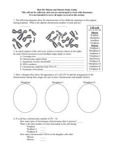 Mitosis & Meiosis Study Questions