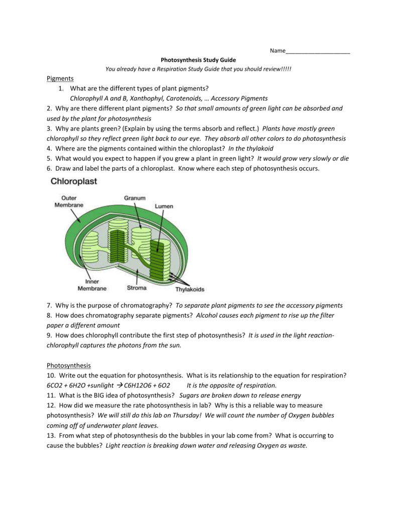 Photosynthesis Study Guide KEY