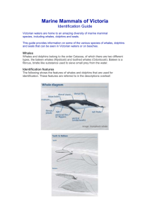 Marine mammals of Victoria: identification guide (Accessible version)