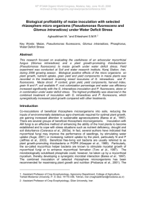 Biological profitability of maize inoculation with selected rhizosphere
