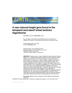 A new reduced height gene found in the tetraploid semi