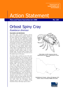Orbost Spiny Crayfish (Euastacus diversus) accessible