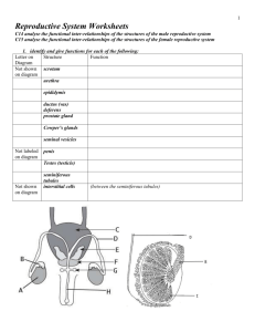 Reproductive System Worksheets