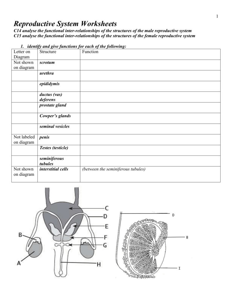 Reproductive System Worksheets Throughout The Female Reproductive System Worksheet