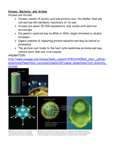 Chapter 20 notes Viruses & Bacteria