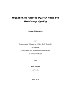 Regulation and functions of protein kinase B in DNA damage signaling
