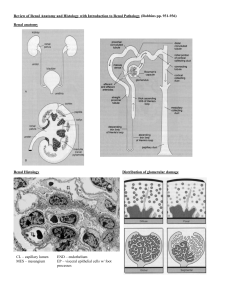 Review of Renal Anatomy and Histology with Introduction to Renal