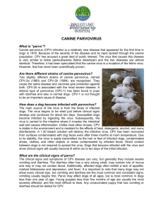 Info on Canine Parvovirus - Walled Lake Veterinary Hospital