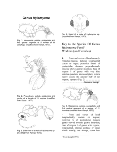 Key to the Species Of Genus Hylomyrma Forel