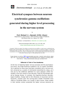 Electrical synapses between neurons synchronize gamma