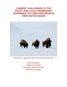 Tribal Briefing Yellowstone Bison Update