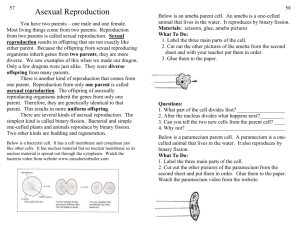 Asexual Reproduction Ws