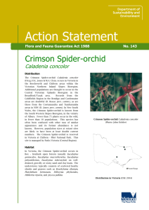 Crimson Spider-orchid (Caladenia concolor) accessible