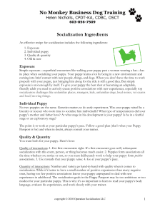 6 Socialization Ingredients - No Monkey Business Dog Training