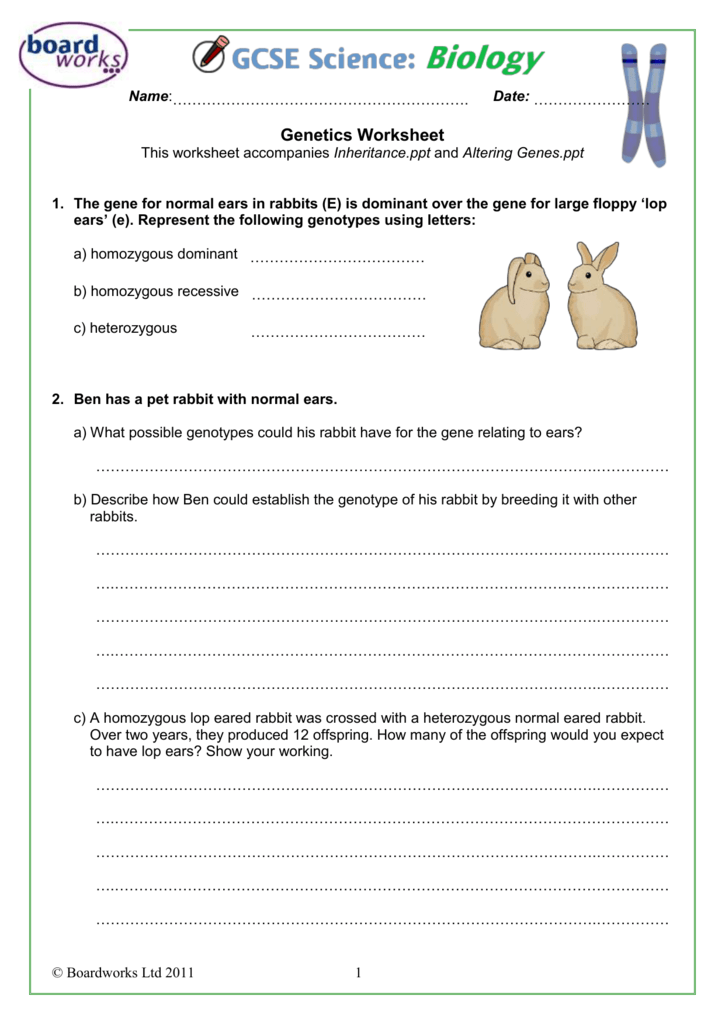 Genetics Worksheet