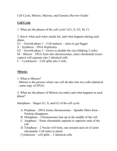 Cell Cycle, Mitosis, Meiosis, and Genetics Review