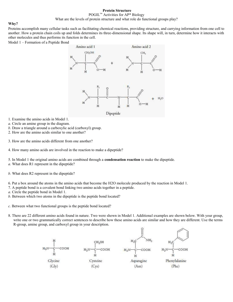 Protein Structure Worksheet Answers