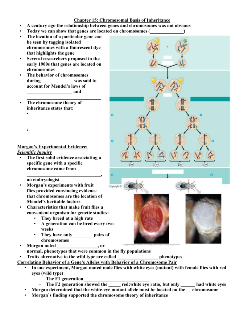 The Chromosome Theory Of Inheritance States That Slidesharetrick