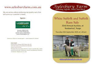 File - AYLESBURY FARM White Suffolks & Suffolks