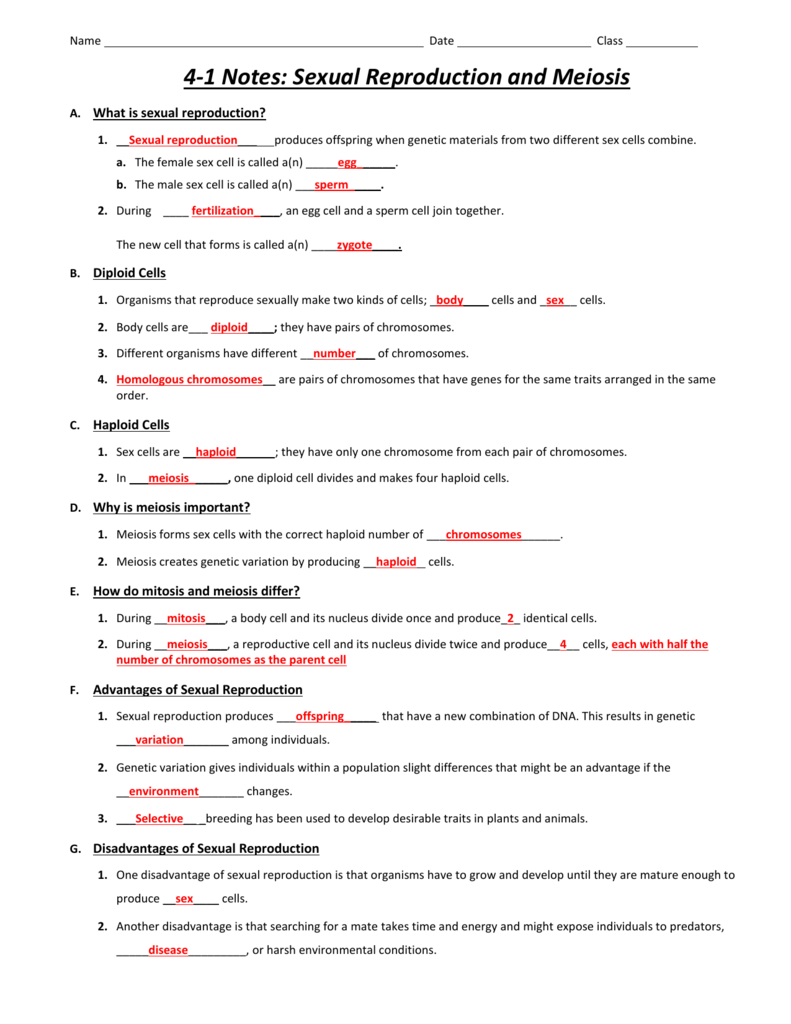 Cell Reproduction Worksheet Answers E