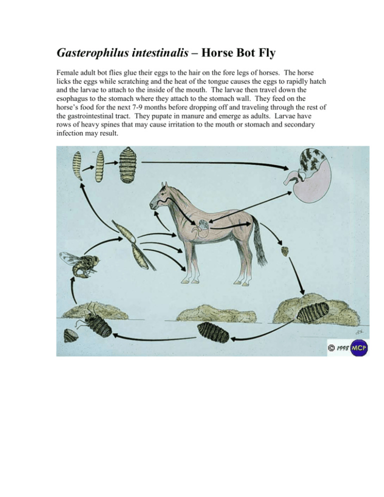 Gasterophilus Intestinalis Life Cycle