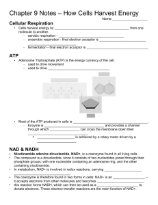 Chapter 8 Notes – Energy and Metabolism