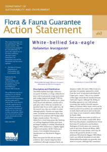White-bellied Sea-Eagle (Haliaeetus leucogaster) accessible