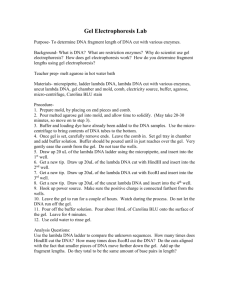 Gel Electrophoresis Lab