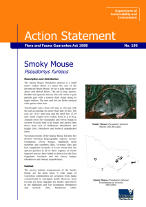 Smoky Mouse (Pseudomys fumeus) accessible